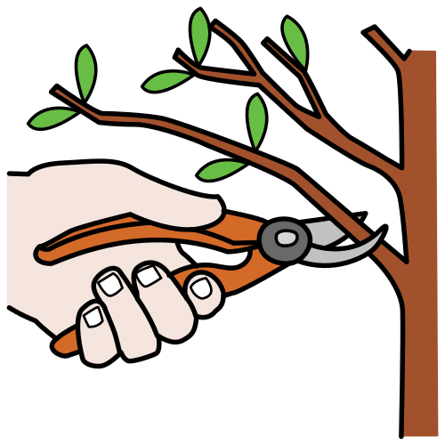 prune