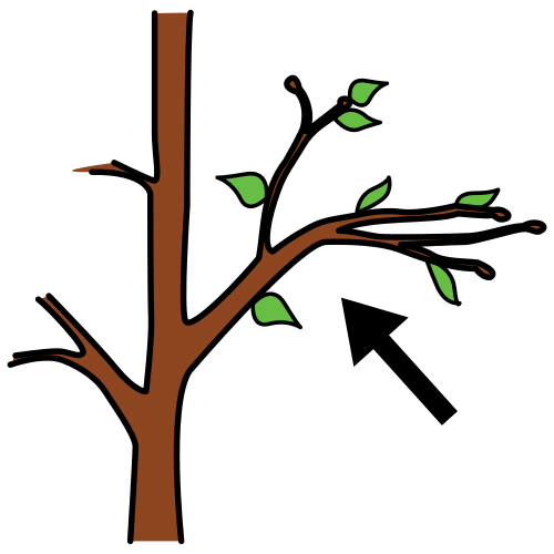 branch