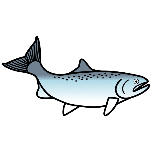 salmon