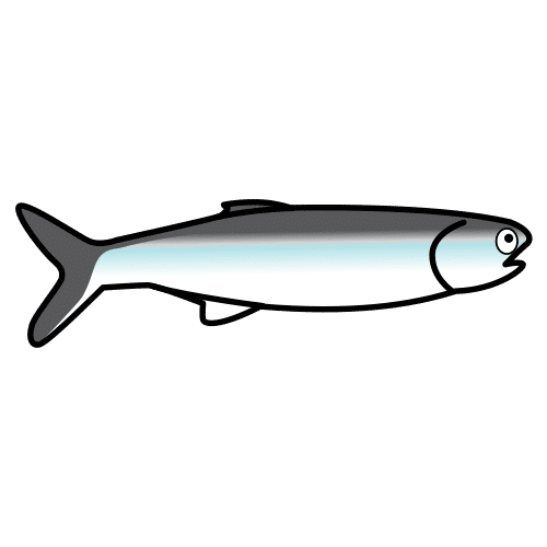 sardina
