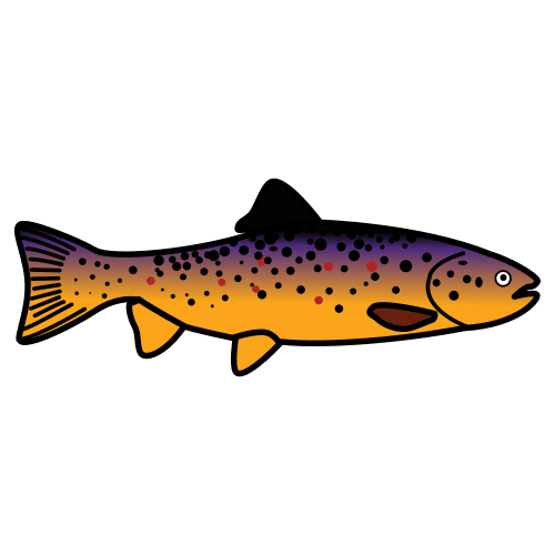 trout