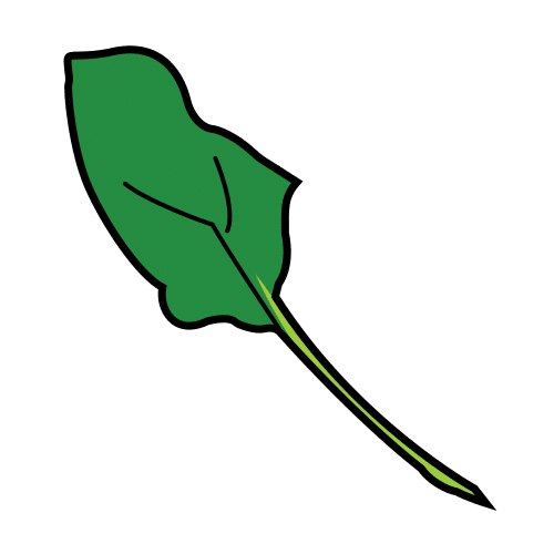 spinach