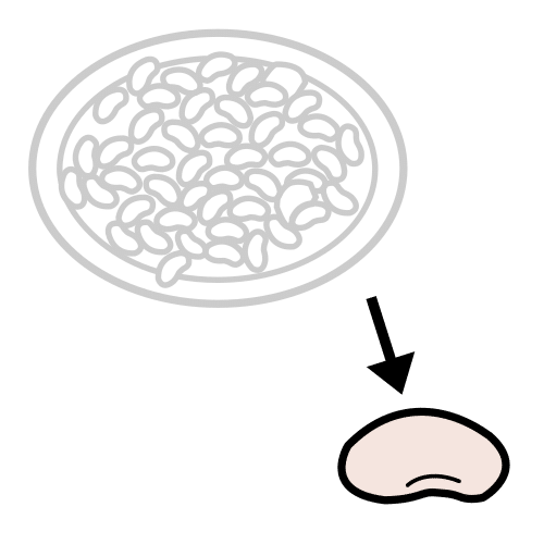 bean