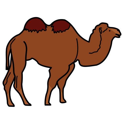 camel