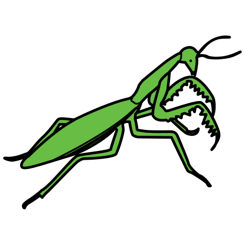 mantis