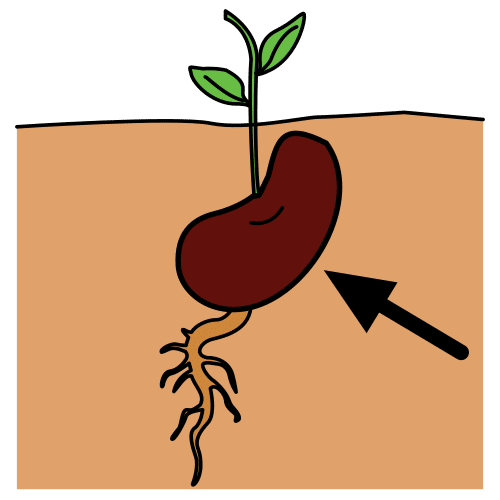 seed