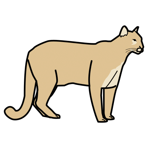 puma