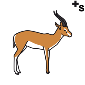 gazelles