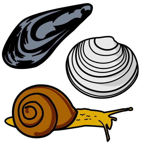 mollusk