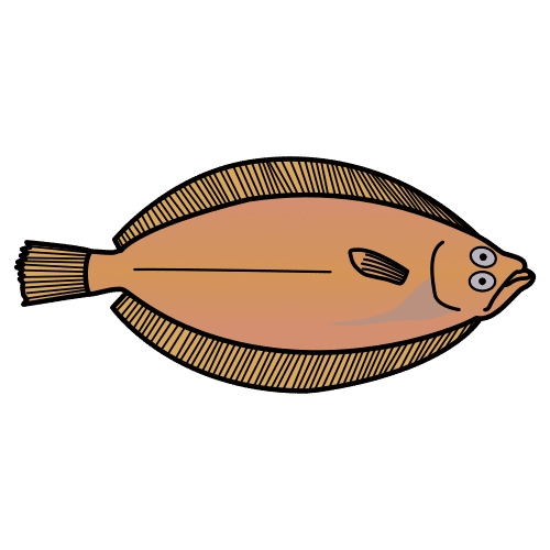 john dory