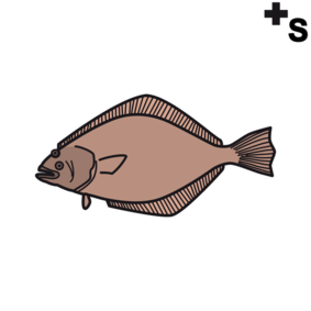 soles, flounders