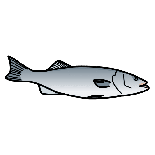 sea bass