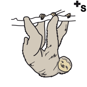 sloths