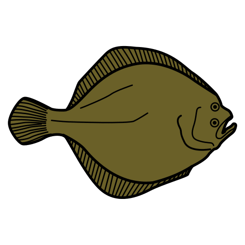 turbot