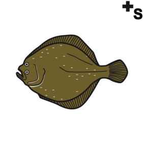 turbots
