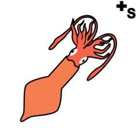 squid