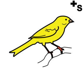 canaries