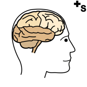 brains