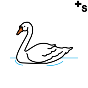 swans