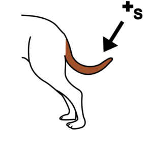 tails