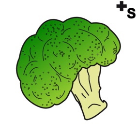 broccoli