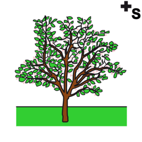 Spring trees
