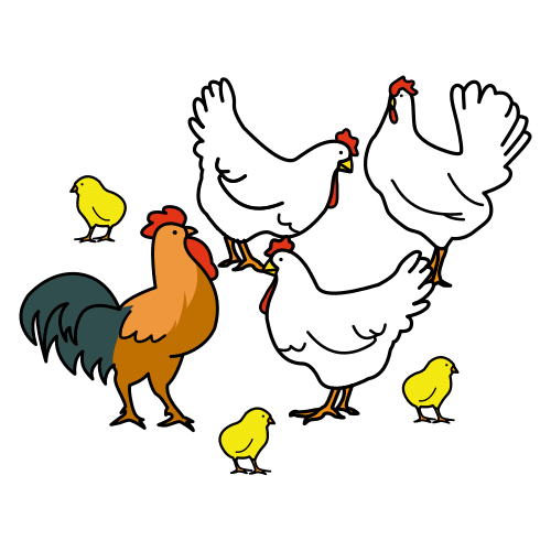 poultry
