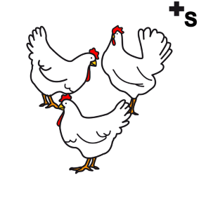 chickens