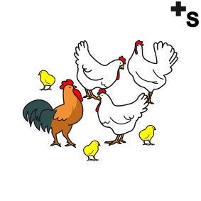 chickens