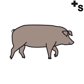 pigs