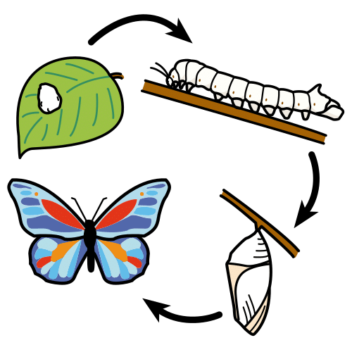 cycle