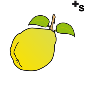 Quince