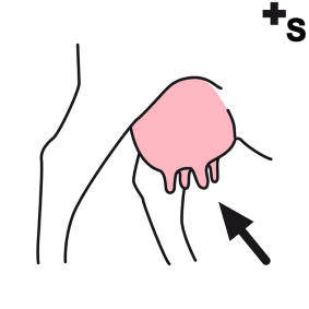 udder