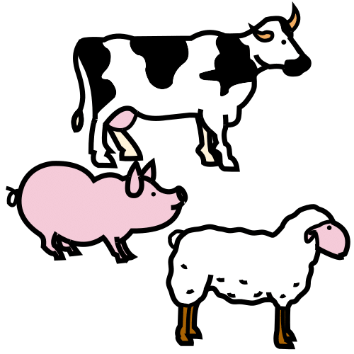 cattle