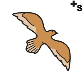 birds