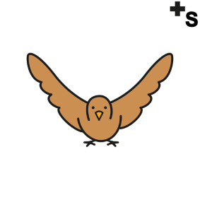 birds