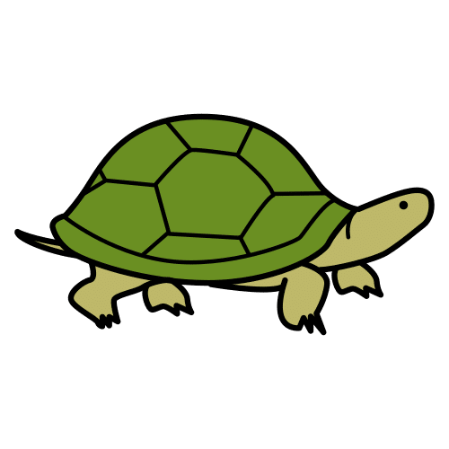 tortoise