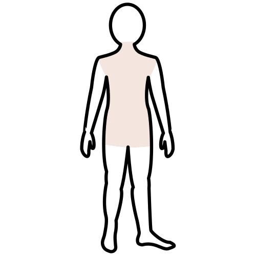 torso