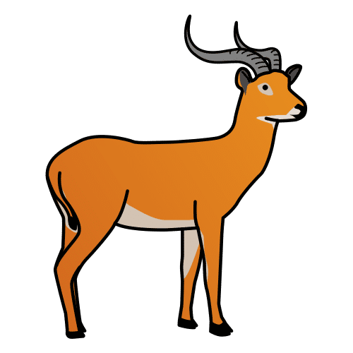 antelope
