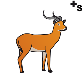 Antelopes