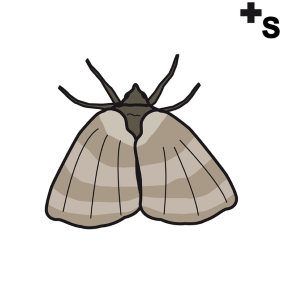 moths