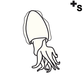 cuttlefish