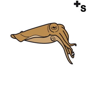 cuttlefish