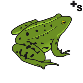 frogs