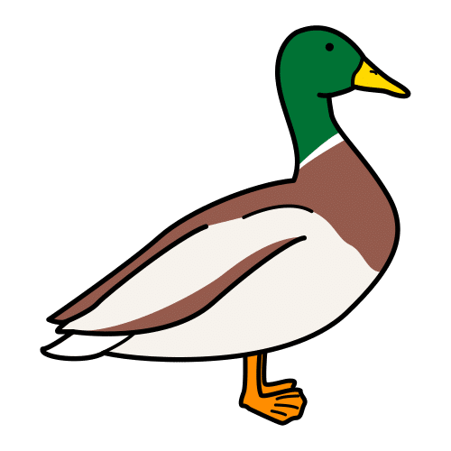 duck