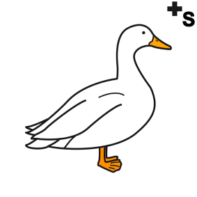 ducks