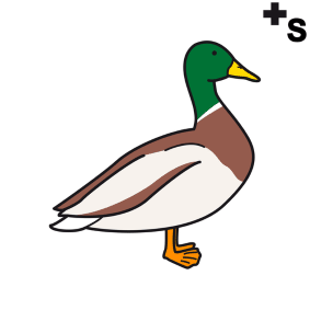 ducks