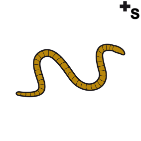 worms