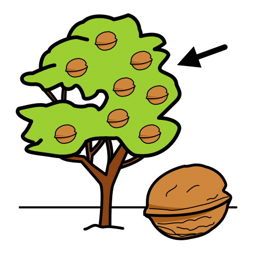walnut tree