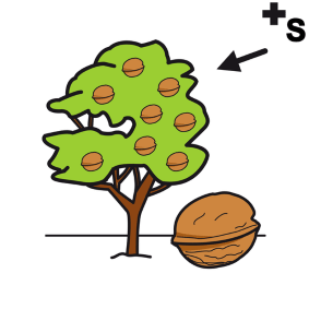Walnuts